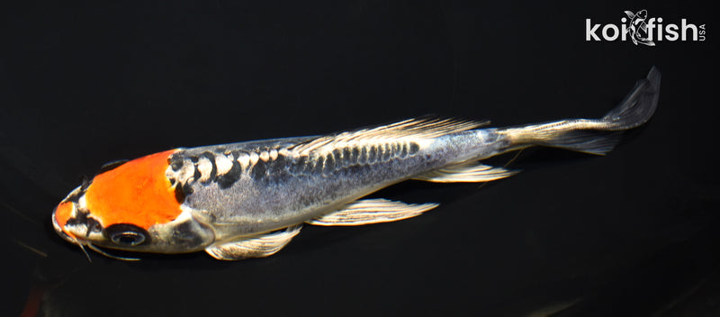 7.25" BENI KIKOKURYU BUTTERFLY