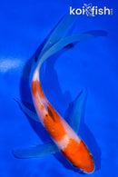 5" KOHAKU BUTTERFLY