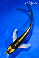 5.5" KABUTO BUTTERFLY