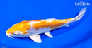7.5" DOITSU HARIWAKE
