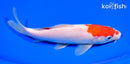 7.25" KOHAKU
