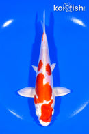 6.5" KIKUSUI