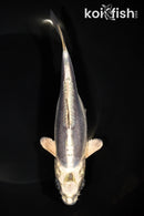 7.25" KIKOKURYU