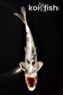 6.75" GINRIN YAMATO NISHIKI