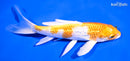 6.75" GINRIN HARIWAKE BUTTERFLY