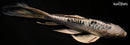 8.5" KIKOKURYU BUTTERFLY