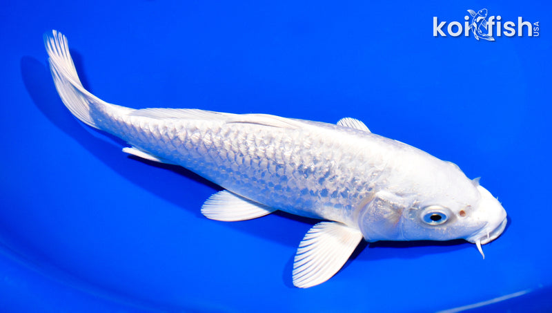 8" GINRIN PLATINUM OGON