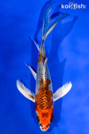 5.5" KUJAKU BUTTERFLY