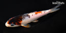 6.25" GOROMO