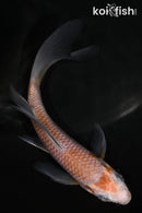 5.5" OCHIBA SHIGURE BUTTERFLY