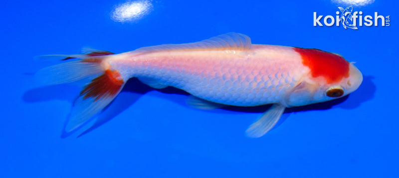 5" WAKIN GOLDFISH