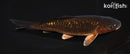 6.5" GINRIN METALLIC CHAGOI