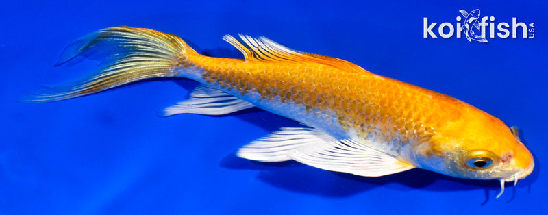 5.5" HARIWAKE BUTTERFLY