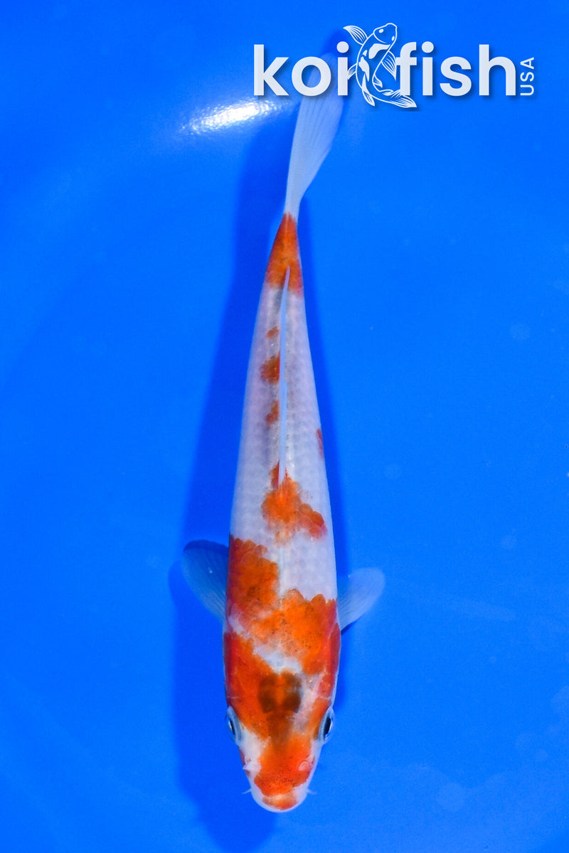 6" GOROMO