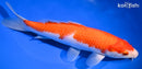10.75" KOHAKU