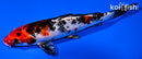 7.25" KIN SHOWA
