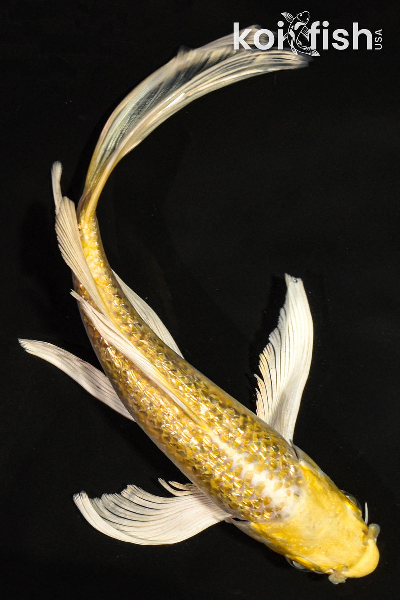 8.5" GINRIN YAMABUKI OGON BUTTERFLY