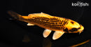6.75" GINRIN ORENJI MATSUBA