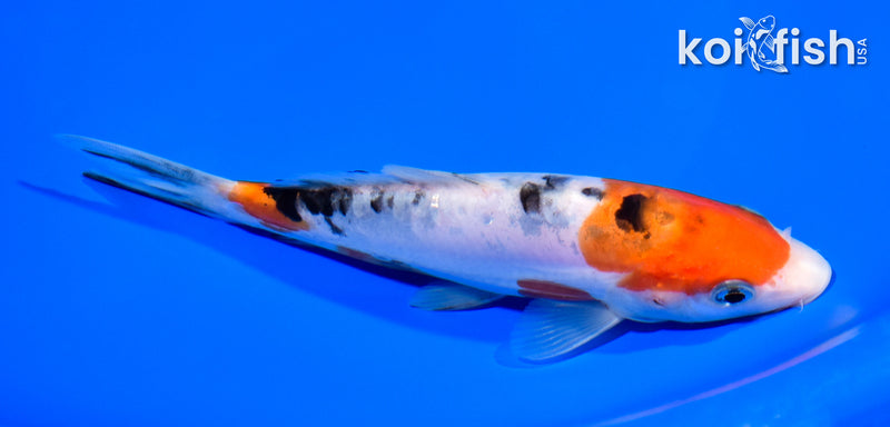 6.25" DOITSU SANKE