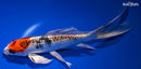 9" YAMATO NISHIKI BUTTERFLY