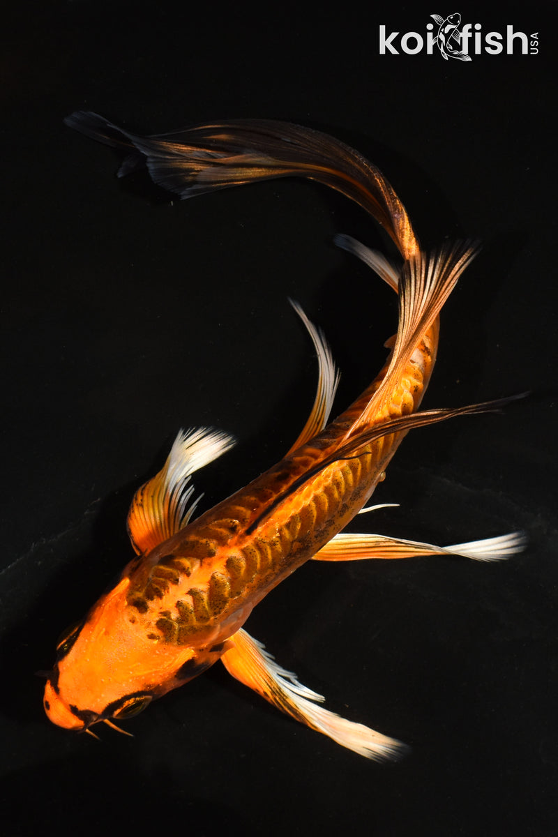 6.5" ARAGOKE BENI KIKOKURYU BUTTERFLY