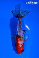 5.5" CALICO WAKIN GOLDFISH