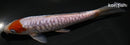 7.25" DOITSU OCHIBA SHIGURE