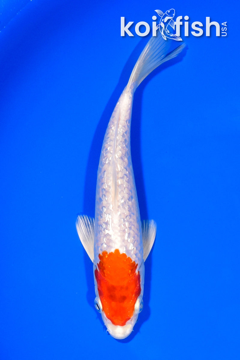 7" GINRIN TANCHO HARIWAKE