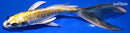 8.75" KI GINGA BUTTERFLY