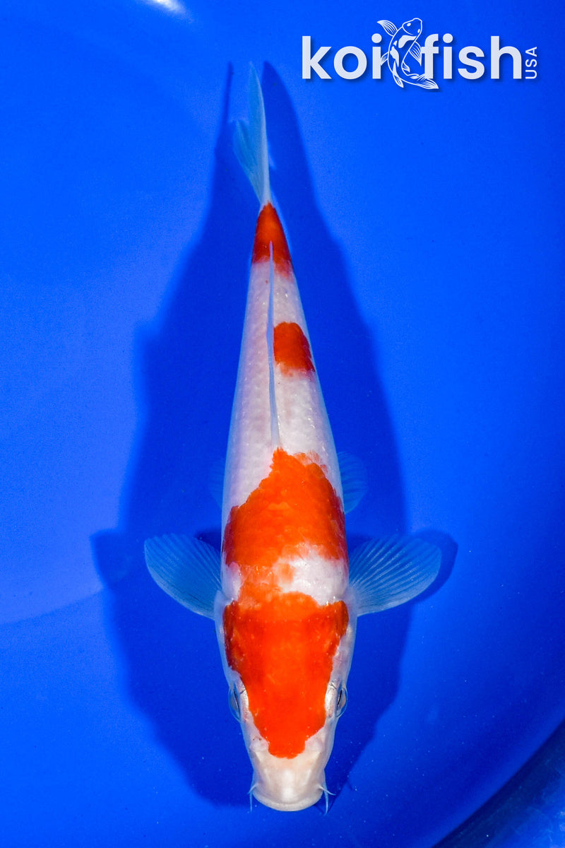 7" KOHAKU