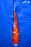 7.25" GINRIN KOHAKU