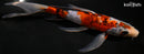 9.25" BENI MATSUKAWBAKE BUTTERFLY