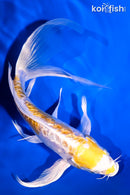 7.5" GINRIN ARAGOKE LEMON HARIWAKE BUTTERFLY