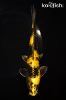 9.25" KI UTSURI