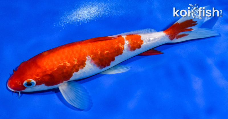 8" GINRIN KOHAKU