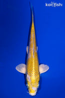 5.5" LEMON HARIWAKE