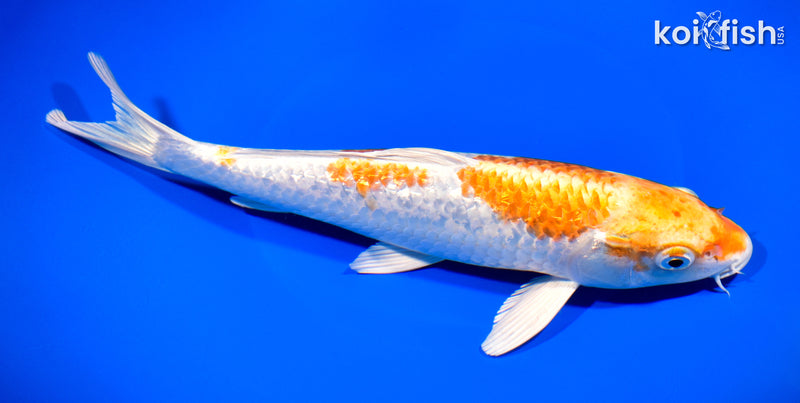 10.5" GINRIN HARIWAKE
