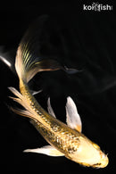 5.5" GINRIN KI MATSUBA BUTTERFLY