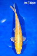 11.75" YAMABUKI OGON