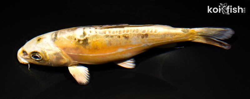 7" KIN KIKOKURYU