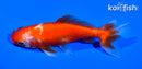 4" WAKIN GOLDFISH
