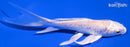 5" PLATINUM OGON BUTTERFLY