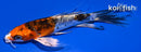 4.75" HEISEI NISHIKI BUTTERFLY