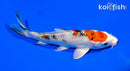 5.5" YAMATO NISHIKI