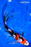 9" GINRIN SANKE BUTTERFLY