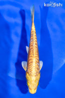 5" ARAGOKE YAMABUKI OGON