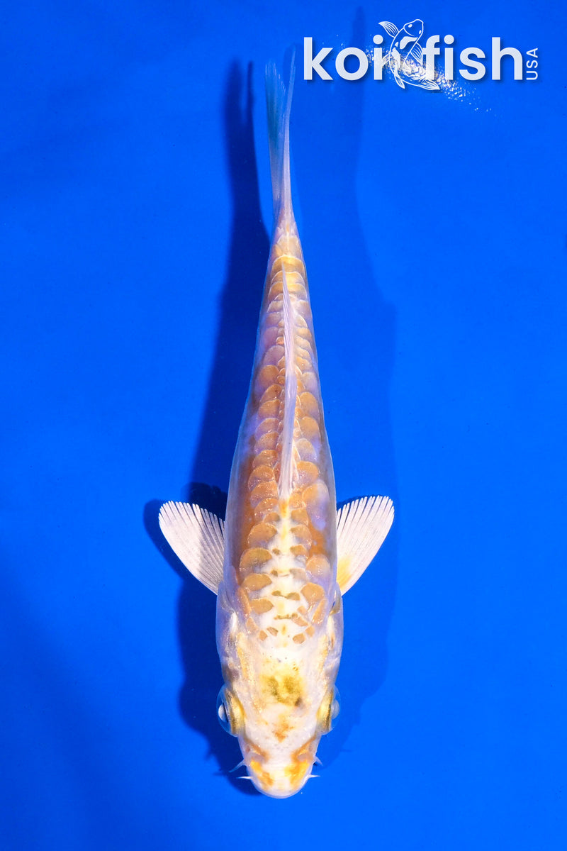 4.5" ARAGOKE YAMABUKI OGON