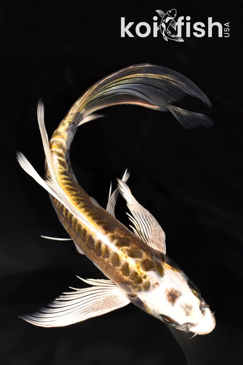 8.25" ARAGOKE KIN KIKOKURYU BUTTERFLY