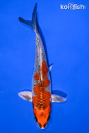6.75" KUJAKU