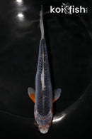 6" ASAGI